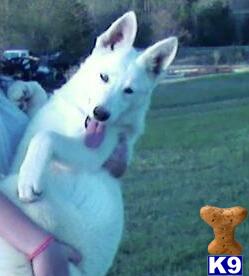 Puppies in GA